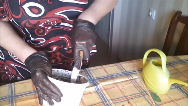 Шеффлера - пересадка, выбор грунта, горшка