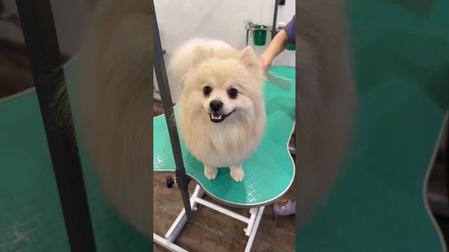 Груминг для Нико #шпиц #грумер