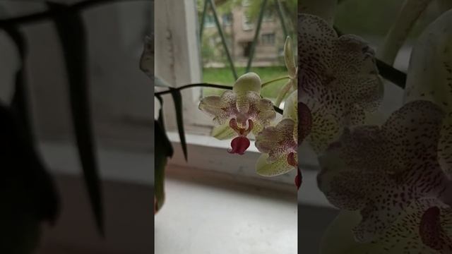 Орхидея бабочка Phal Bright Maya Peloric 2 Eyes