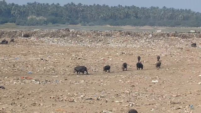 Индийский рай для свиней. 2020 год, Индия