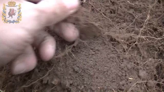 Коп на чудо холмах