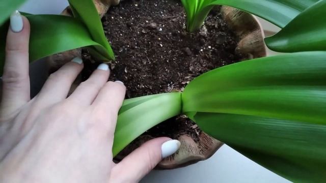 Зимовка комнатных растений без утепления подоконников. Обзор моих растений зимой.