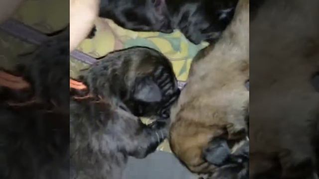 Щенки Тибетского мастифа питомника МИСТИК РЕЙНДЖЕР