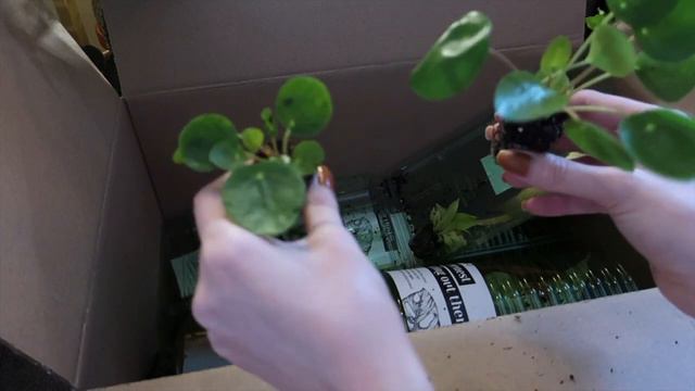 Massive PLNTS.com Unboxing!