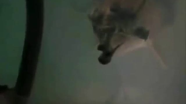 Cyborg Dolphin   Converted