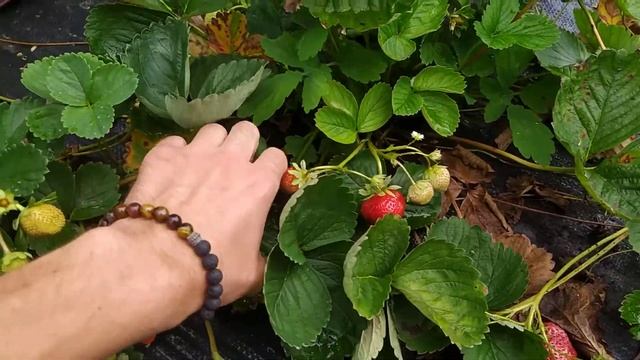АЛЬБИОН - ВКУСНЫЙ И ЖОСТКИЙ СОРТ.