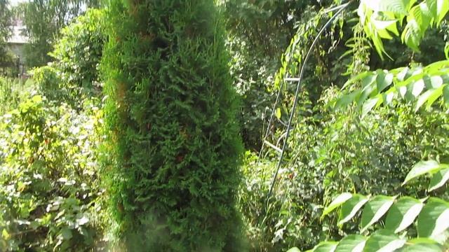 Катюша в саду у бабашки