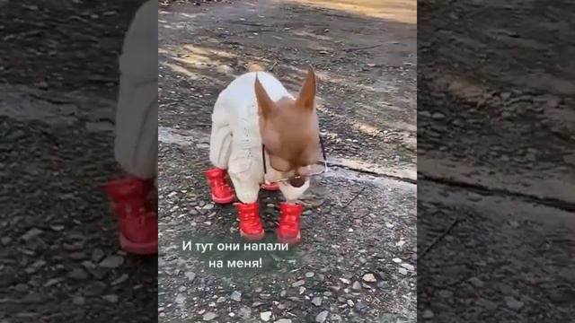 С Наступающим Новым годом! Чихуахуа и очки.