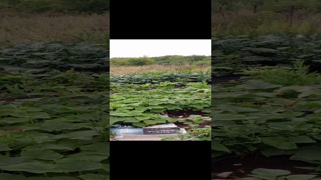 дача заросла.mp4