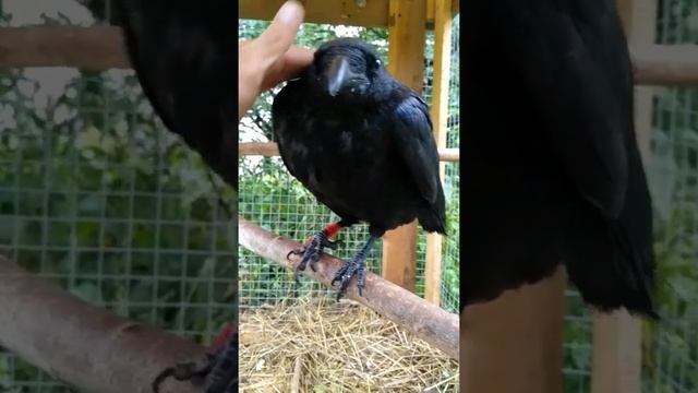 Ворон радуется