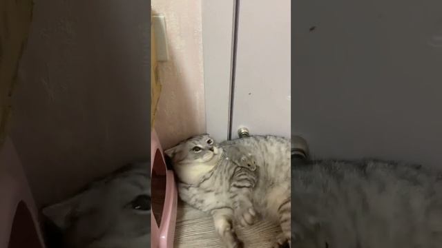 Mishiq Prikol Video