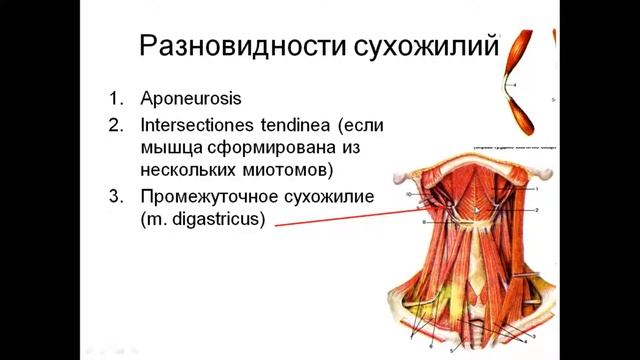 ВВЕДЕНИЕ В МИОЛОГИЮ