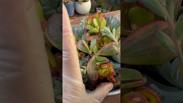 How To Make An Outdoor Succulent Arrangement #citygarden #succulent