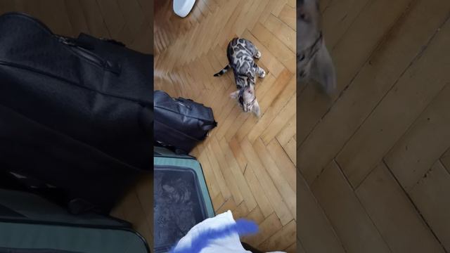 Бенгальская кошечка, дата рожд. 10.05.21, питомник BENGALOFF Москва.