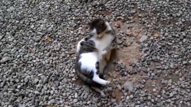 Турецкий кот