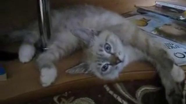 Кота немножко парализовало