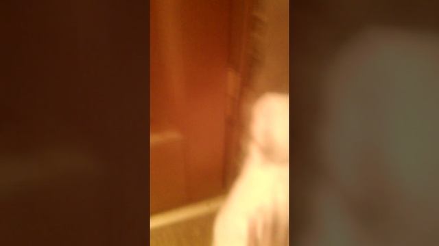 Необработанное видео о моей кисе :)