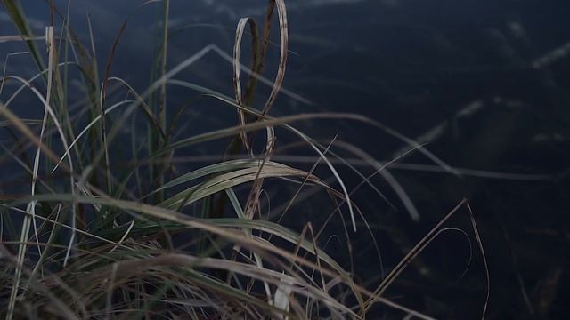 Dombay, о. Туманлы-Кель (Sony A6000 / Sigma 30mm F1,4)