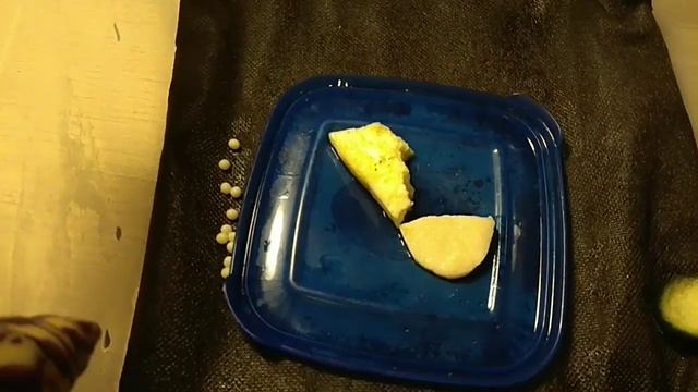 Пересилила улиток на маты! Кладка яиц!