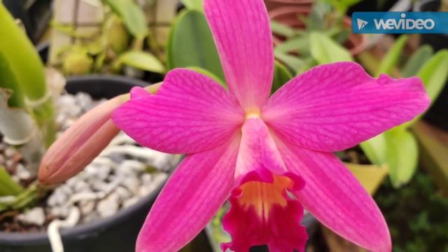 Dicas De Cultivo De Orquídeas 469