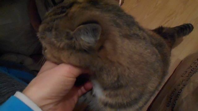 На двух лапах постоять? Могу, но потом:) Кошка Ромашка - почти шотландка.