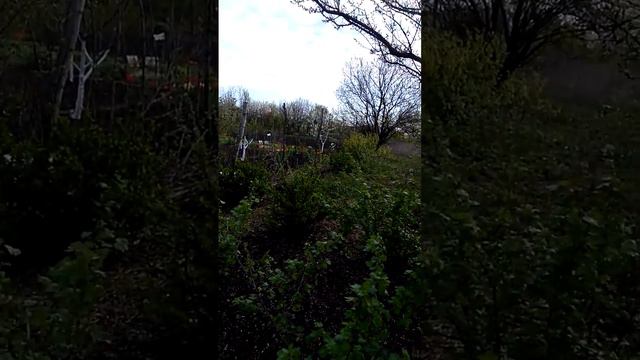 Черная малина Кумбирлен и йошта!!