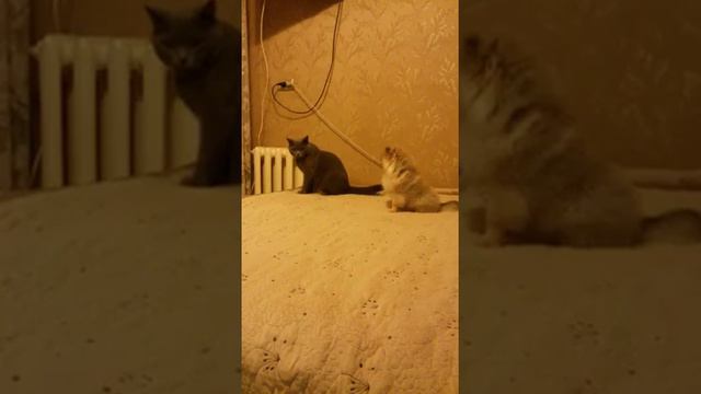 Шпиц донимает  кота
