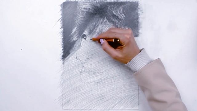 Как реалистично нарисовать льва?  Рисуем роскошного царя зверей карандашом