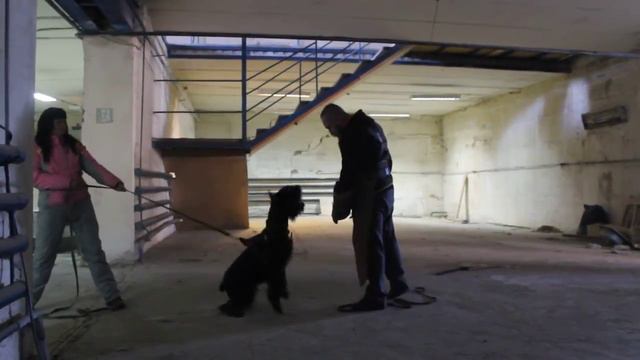 Первый тренинг ризеншнауцер Злата у Юрия Шараева ч.2