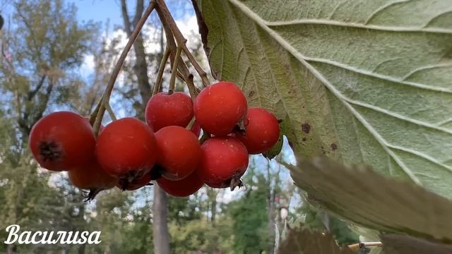 20 октября День Сергея. Что нельзя делать 20 октября День Сергея. Народные традиции и приметы