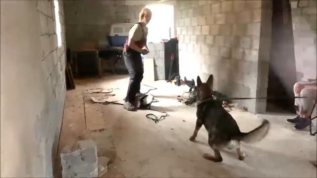 Серый в помещении