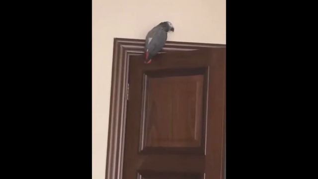 Попугай Жора приглашает покурить