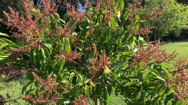 Coconut Cream And Pickering Mango Bloom