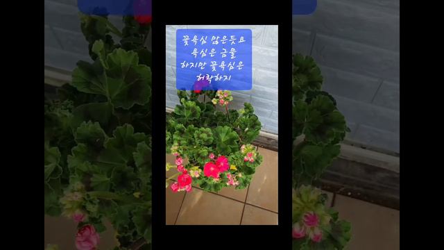 제라늄 비바로지타