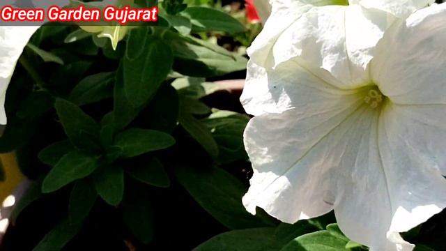 Winter Flowering Plants Petunia Care/How To Grow Petunia Flowering Plants||Green Garden Gujarat||