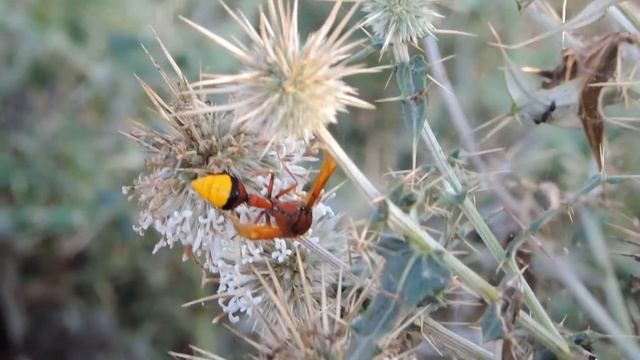 Very Close View Of A Wasp  - Nikon P520  Video