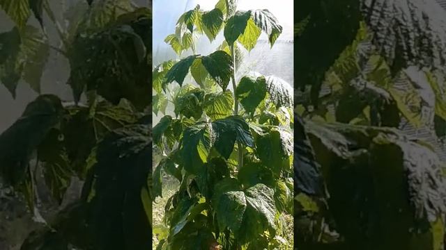КРАСИВОЕ ЗАМЕДЛЕННОЕ ВИДЕО. ПРИРОДА. КРАСИВАЯ МУЗЫКА.