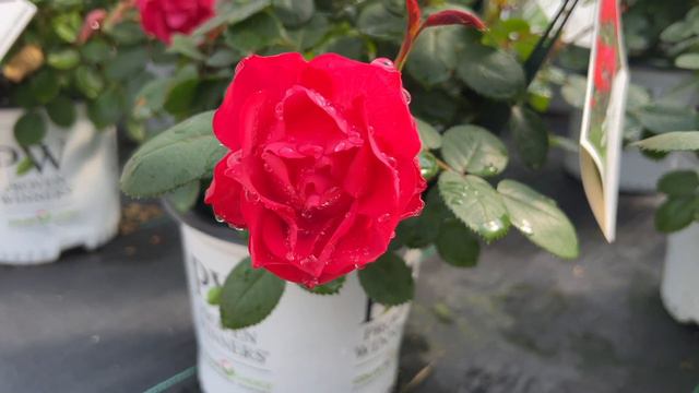 D8e54b0a7ea280d4ec840156e3facf7c