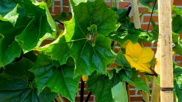 Flores Hermosas Del Mes De Julio Y Agosto 2019