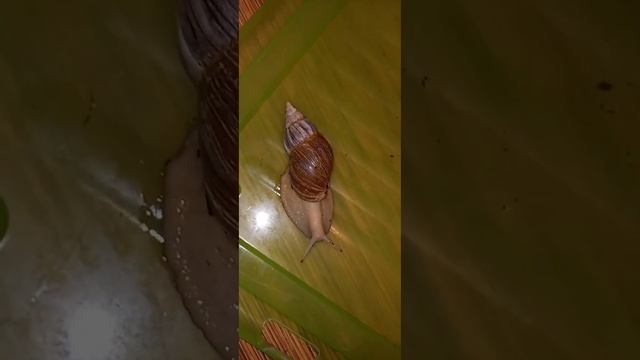 8 причин завести улитку ахатину!?