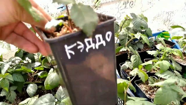 Р О З Ы Г Р Ы Ш  саженцев ежевики.