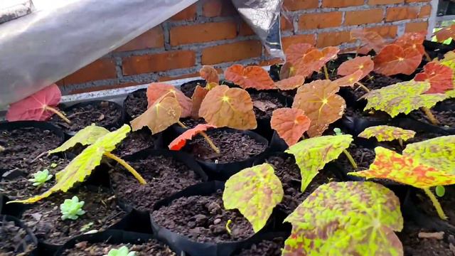 Liat Koleksi Aroid Di Roof Top Rugosum Garden Bali || ISINYA BIKIN NGILERR🤤🤤🤤