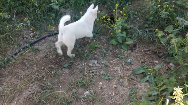 Яра Дочь Музгара.