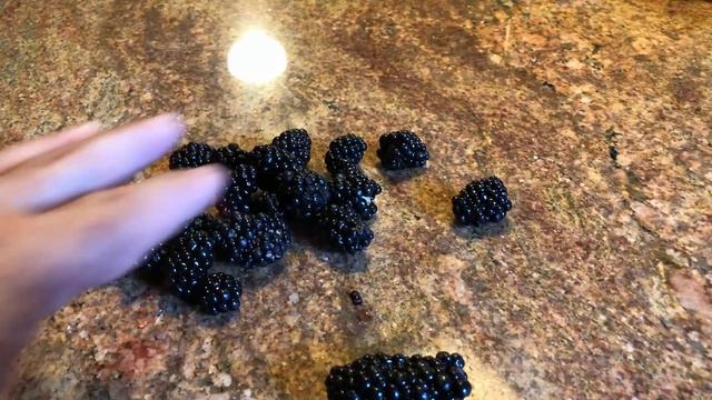 BIGGEST BLACKBERRY I'VE EVER RAISED! - You've Gotta SEE This!