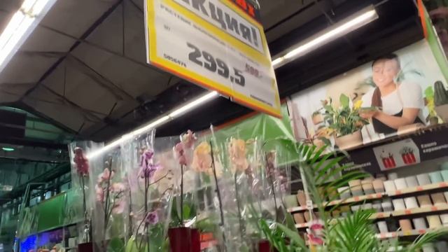 В Оби орхидеи по 299 руб!