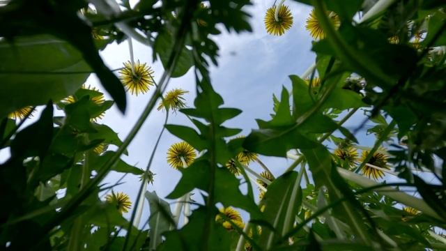 Full HD. В стране дремучих трав.