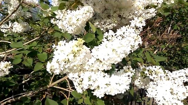 Цветение белой сирени / Syrínga/ Сад ORION