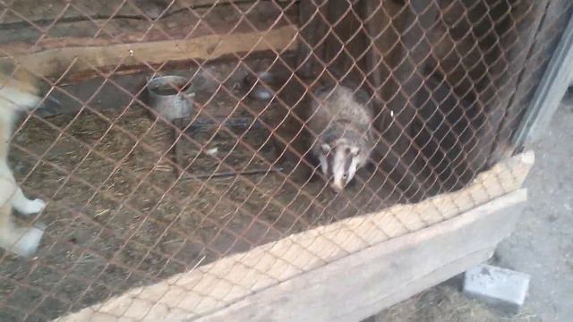 Натаска лайки