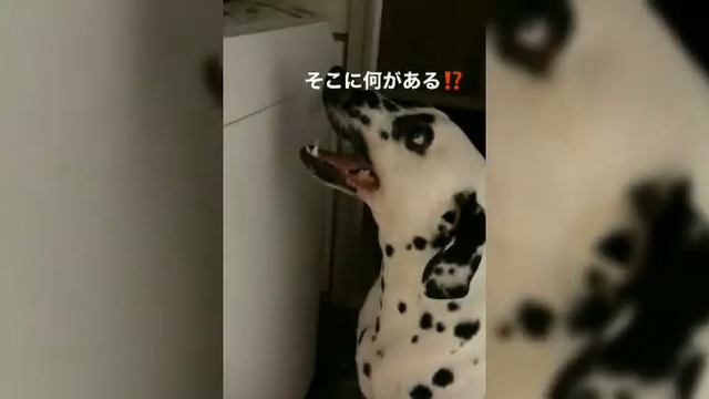 ТУЗИК, НОВЫЕ ФОТОГРАФИИ ЗА ЭТО ЛЕТО