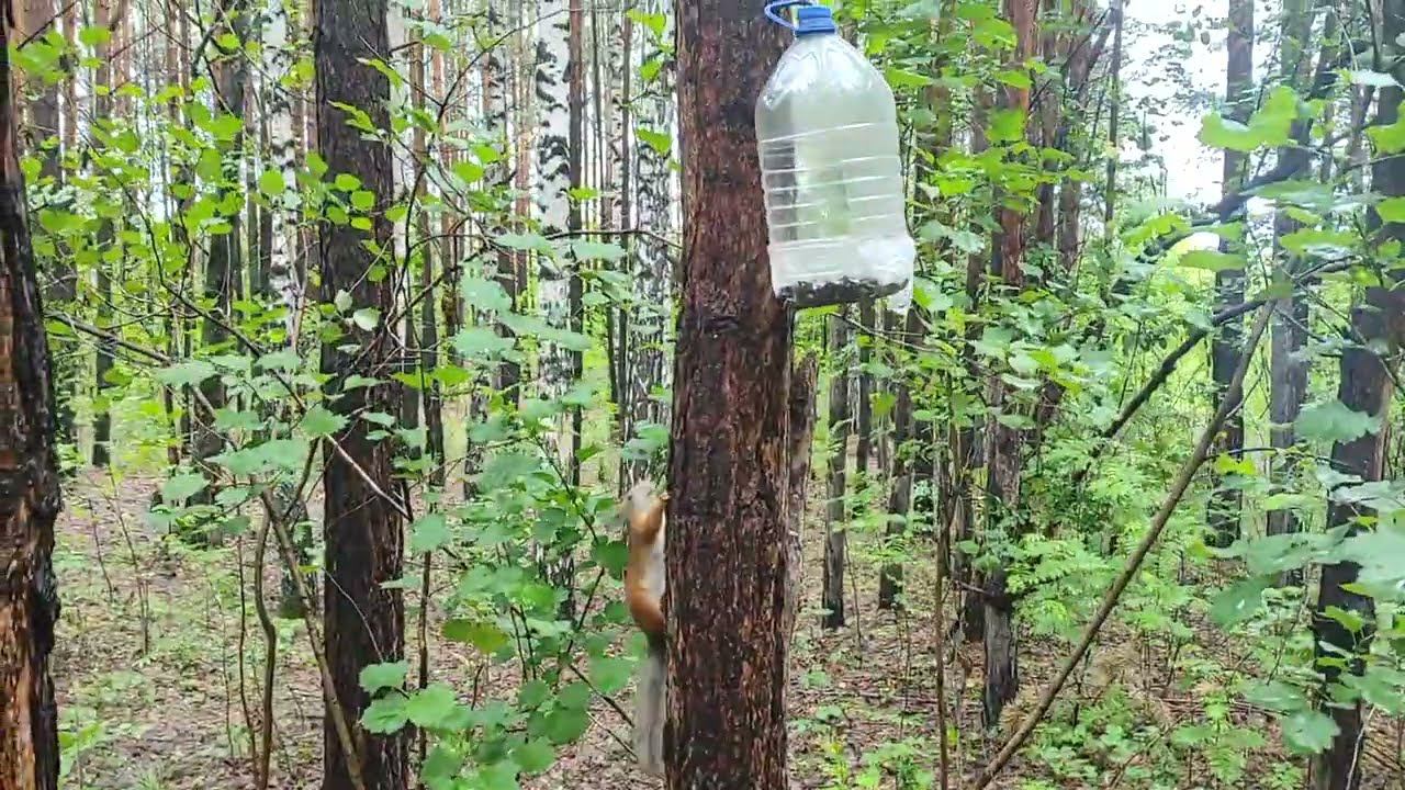 Белка в парке Победы.